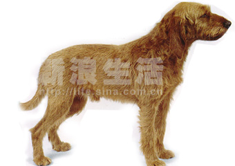 ǳƺɫëȮGRIFFON FAUVE DE BRETAGNE