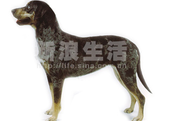 ȮCATAHOULA  LEOPARD  DOG