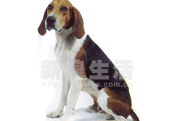 ȮTREEING  WALKER  COONHOUND
