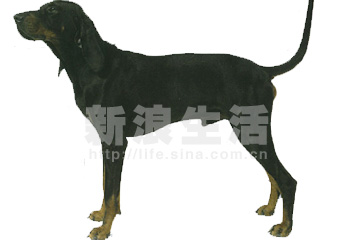 ںɫȮBLACK-AND-TAN COONHOUND