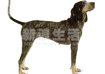³̩ȮBLUETICK COONHOUND