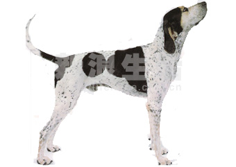 英国浣熊猎犬 english coonhound