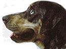 卡他豪拉豹犬 catahoula leopard dog(组图)