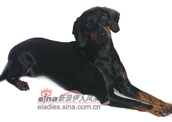 黑森林猎犬 BLACK FOREST HOUND(组图)_宠