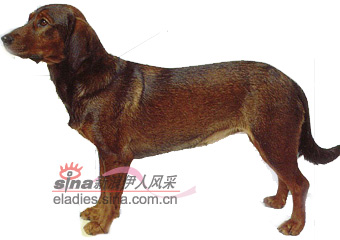 ˹˹ȮALPINE DACHSBRACKE