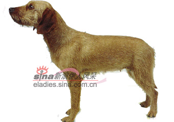 ˹ǴëɽȮSTYRIAN ROUGH-HAIRED MOUNTAIN HOUND