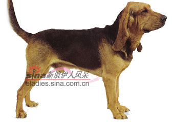 汝拉斯61于贝尔猎犬 st.hubert jura hound(组图)