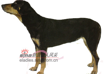 ˹ȮTRANSYLVANIAN HOUND