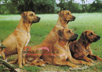 ޵ǱȮRHODESIAN RIDGEBACK