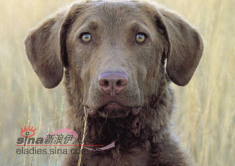 Ƥ˺ʰȮCHESAPEAKE BAY RETRIEVER