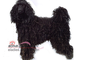 о޹ȮCORDED  POODLE
