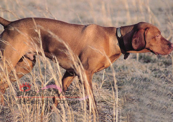ά˹ȮHUNGARIAN VIZSLA