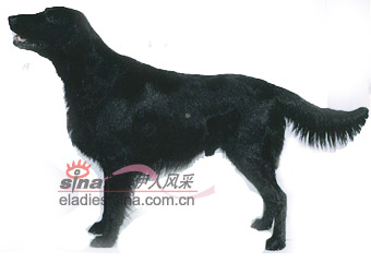 ƽëʰȮFLATCOATED RETRIEVER