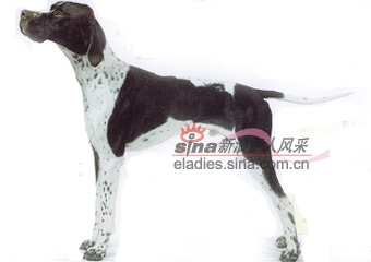 ӢȮENGLISH POINTER