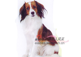 库依克豪德杰犬 KOOIKERHONDJE(组图)