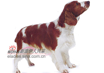 士斯普林杰獚 WELSH SPRINGER SPANIEL(组