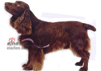 ҰFIELD SPANIEL