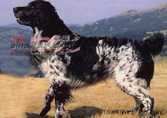 ˹ȮLARGE MUNSTERLANDER