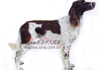 PRENCG  SPANIEL