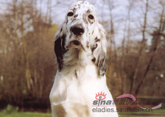 ӢëȮENGLISH SETTER
