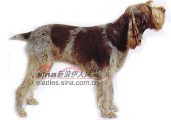˹ƤȮITALIAN SPINONE