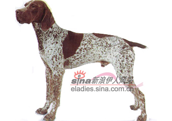 ţ˹ɽȮFRENCH  PYRENEAN  POINTER