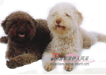 Ų¶ȮLAGOTTO  ROMAGNOLO