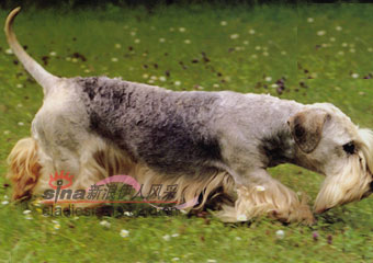 捷克犭更犬 cesky terrier(组图)