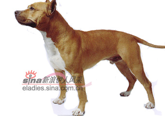 ˹ȮAMERICAN STAFFORDSHIRE TERRIER