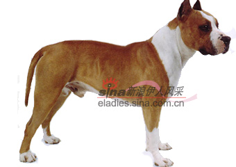 ޶ţȮAMERICAN PIT BULL TERRIER