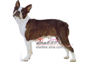 ʿȮBOSTON TERRIER