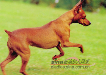 ƽ˹ȮMINIATURE PINSCHER