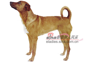 奥地利平斯澈犬(AUSTRIAN PINSCHER)