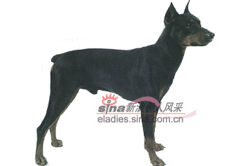 德国平斯澈犬(GERMAN PINSCHER)