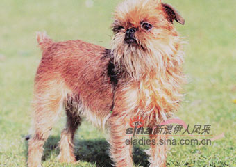 ³ëȮGRIFFON BRUXELLOIS