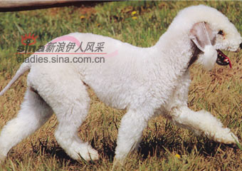 ȮBEDLINGTON TERRIER