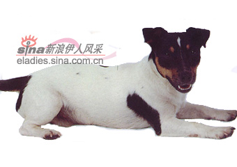 杰克拉塞尔犭更犬(JACK RUSSELL TERRIER)