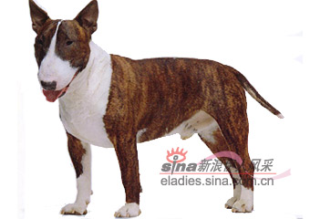 斗牛犭更犬(BULL TERRIER)