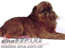 布鲁塞尔长卷毛猎犬 griffon bruxellois(组图)