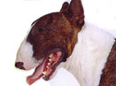 ţȮ