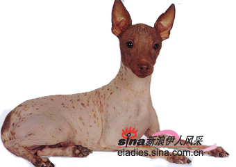 ëȮAMERICAN HAIRLESS TERRIER