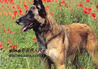 ȮMALINOIS