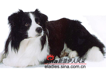 ߾ȮBORDER COLLIE