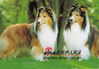 ȺȮSHETLAND SHEEPDOG