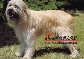 ̩ȮCATALAN SHEEPDOG