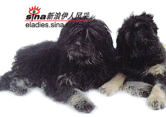 ȮPORTUGUESE SHEPHERD DOG