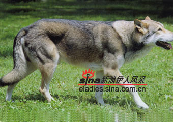 撒阿路斯狼猎犬 SAARLOOS WOLFHOUND(组