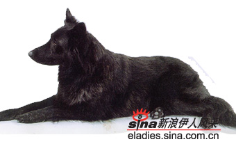 ȮDUTCH SHEPHERD DOG