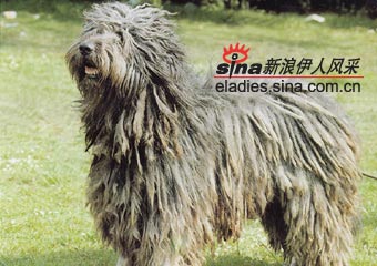 ˹ȮBERGAMASCO
