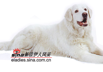 马雷马牧羊犬maremmasheepdog组图